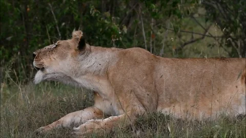 Lioness Roar Stock Footage 279369674