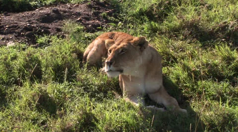 Lioness Roaring Stock Footage 25194257