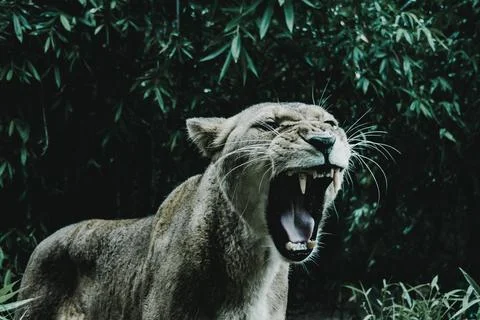 Lioness roars Foto stock