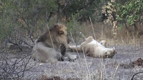 Lioness rolls onto her back, exposing her belly 스톡 동영상 319898040