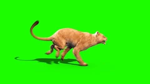Lioness Runcycle Side Green Screen Animals 3D Rendering Animation Vidéo 91702718