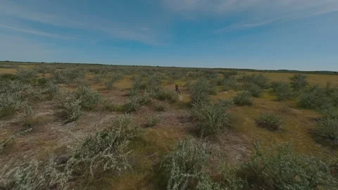 Lioness Runs Across the Field Stock Footage 297353668