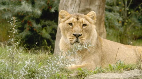 Lioness salivating and lying down Stock Footage 162507803