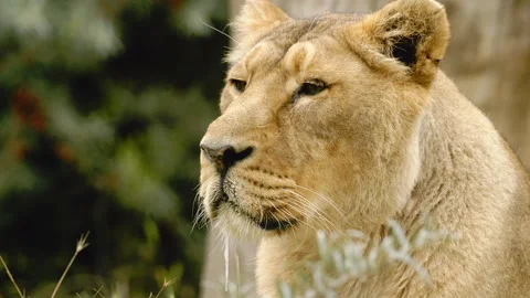 Lioness salivating Close up Stock Footage 162508632