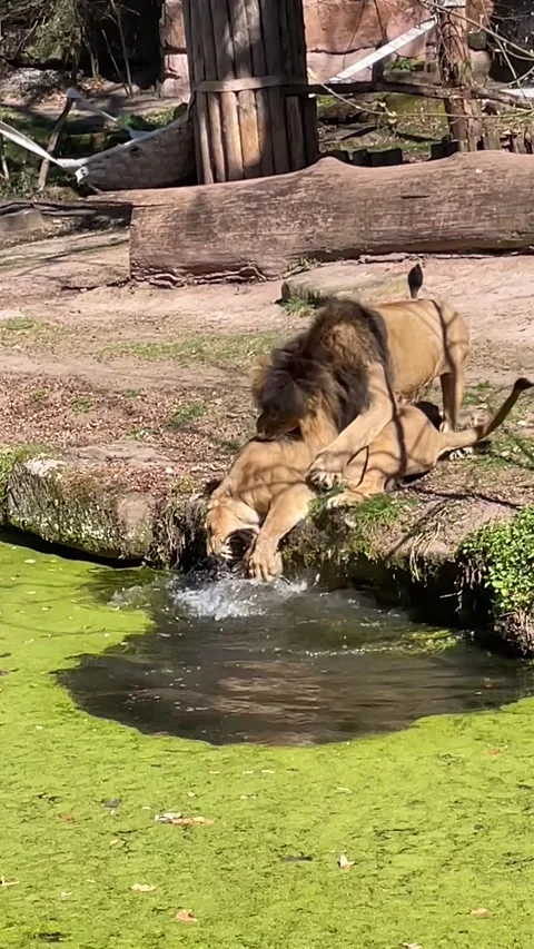 Lioness Saves Her Cub While Fending Off Belligerent Male, Nurnberg, Germany - 06 Stock Footage 332433176