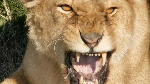 Lioness of the scalite on camera close-up Stock Footage 118972455