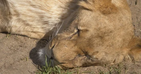 Lioness with scars on the muzzle resting in the sun Stock Footage 91400537