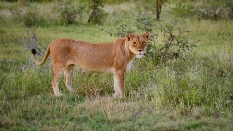Lioness scent marking ground Stock Footage 70791060