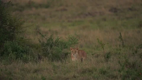 Lioness Scouting While Walking Through Kenyan Grassland 스톡 동영상 322086077