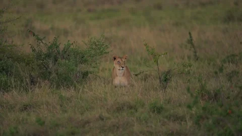Lioness Scouting While Walking Through Kenyan Grassland 库存影片 322086104