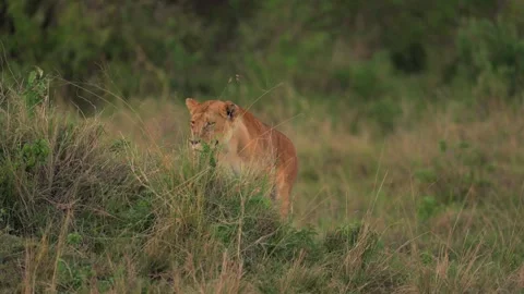 Lioness Scouting While Walking Through Kenyan Grassland 库存影片 322086106