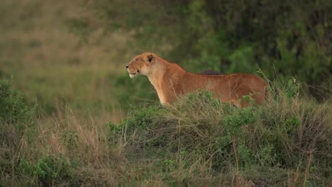 Lioness Scouting While Walking Through Kenyan Grassland 库存影片 322086111