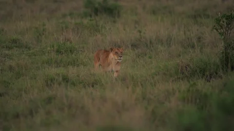 Lioness Scouting While Walking Through Kenyan Grassland Stock-Footage 322086150
