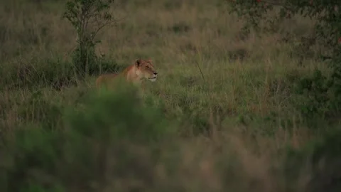 Lioness Scouting While Walking Through Kenyan Grassland Stock-Footage 322086162