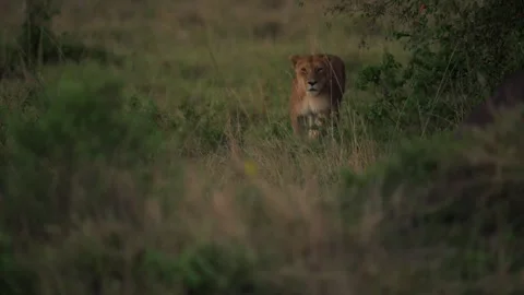 Lioness Scouting While Walking Through Kenyan Grassland Stock-Footage 322086173