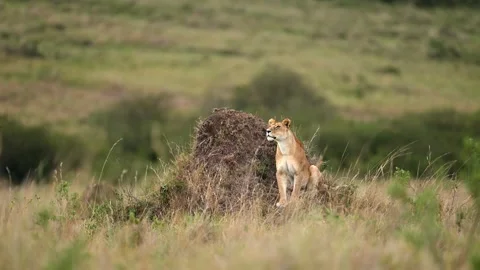 Lioness Scouting While Walking Through Kenyan Grassland Stock-Footage 322087252