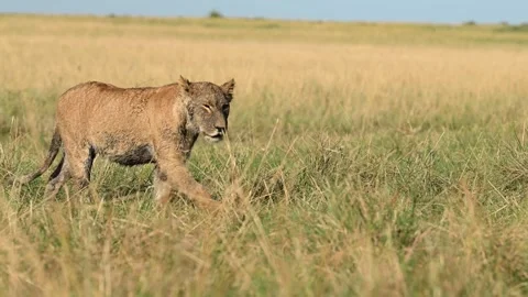 Lioness Scouting While Walking Through Kenyan Grassland Stock-Footage 322087279
