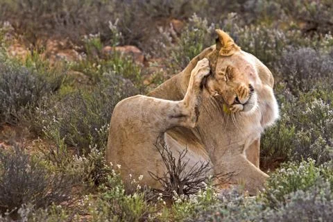 Lioness Scratching Head Stock Photos