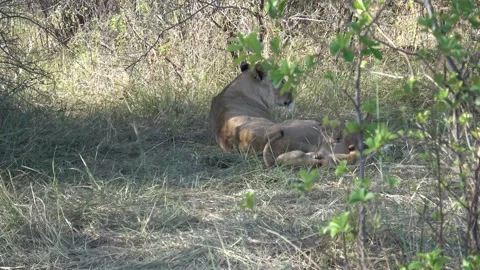 Lioness seated while cubs circle and play in grass — Part 3 Vidéo 322981917