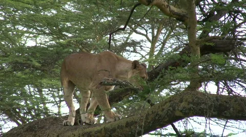 A lioness settles down on a branch of a tree Vídeos de archivo 762148