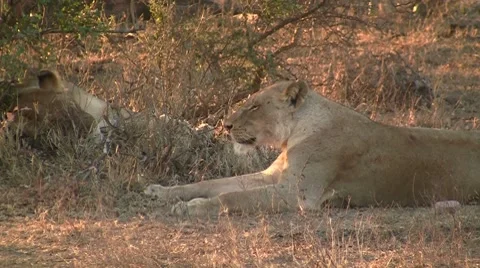 Lioness in the shadow Stock Footage 8629846