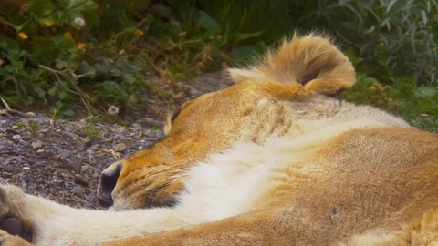 Lioness as she sleeps (Close up) Stock Footage 114637544