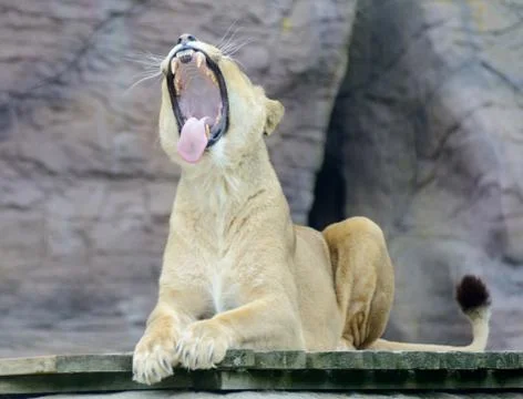 Lioness shows teeth Stock Photos
