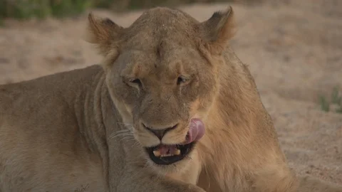 LIONESS SHOWS TEETH WHILE YAWNING | EXT, TIGHT | 60fps | 1080p Stock Footage 105313091