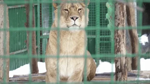 Lioness sitting in the cage on snow Stock Footage 73328401