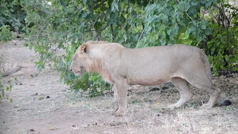 Lioness sitting down Video stock 91749274