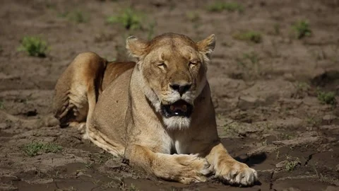 Lioness sitting Stock-Footage 160542361