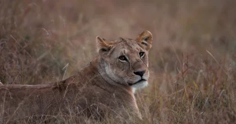 Lioness Sitting in the Grass Looking Into the Camera Видео 151122290