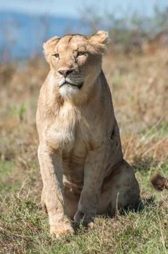 Lioness Sitting Stock Photos