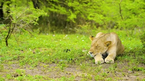 LIONESS SLEEPING 20sec Stock Footage 143792248