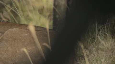 Lioness Sleeping Video stock 11142641