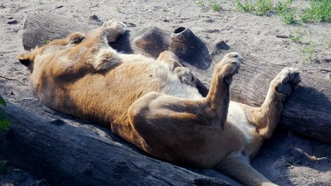Lioness sleeping on ground Stock Footage 86154030