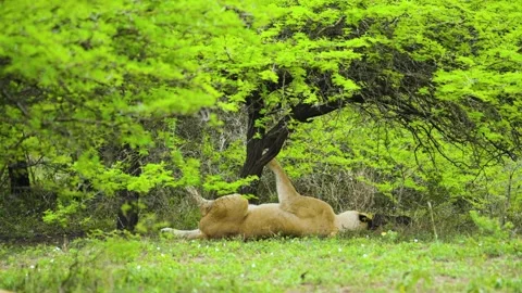 LIONESS SLEEPING UPSIDE DOWN UNDER TREE 18sec Stock Footage 143791584