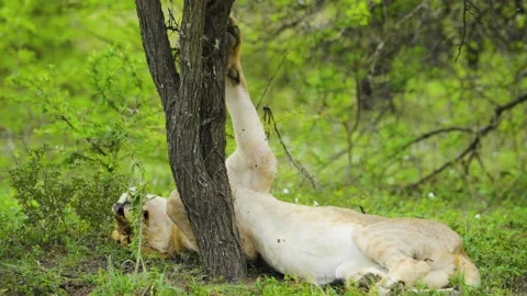 LIONESS SLEEPING UPSIDE DOWN UNDER TREE 60sec Stock Footage 143793020