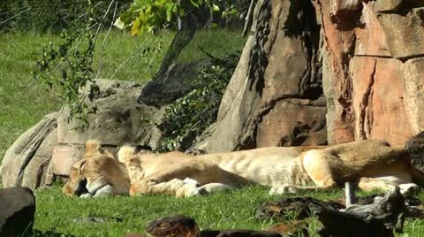 Lioness Sleeps Stock Footage 20506247
