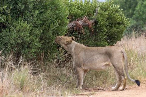 Lioness smelling the tree Stock Photos