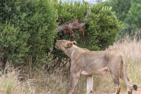 Lioness smelling the tree Stock Photos
