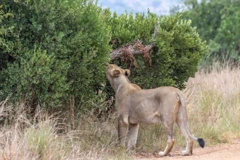 Lioness smelling the tree Stock Photos