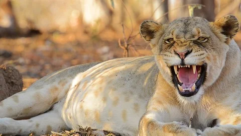 Lioness Snarling Stock Footage 70888550