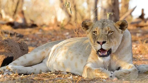 Lioness Snarls Stock Footage 70889005