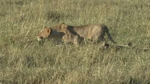 LIONESS SNEAKS Video stock 22063048