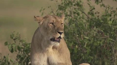 Lioness sneezing Stock Footage 33545848