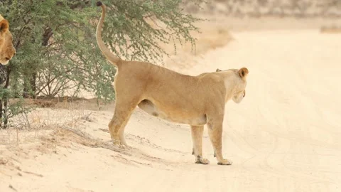 Lioness spraying urine onto a shrub while the male is watching, Kgalagadi. Stock Footage 322595620