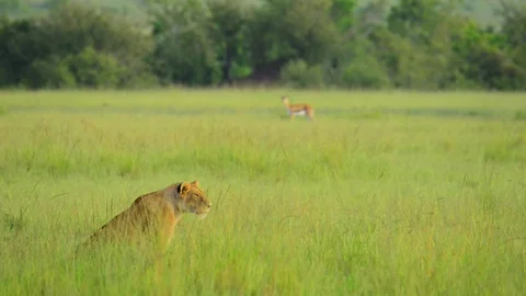 Lioness Stalking 10sec Stock Footage 73926698