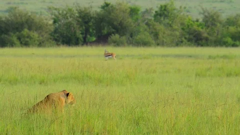 Lioness Stalking 10sec Stock Footage 73927684