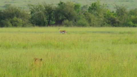 Lioness Stalking 10sec Stock Footage 73927685